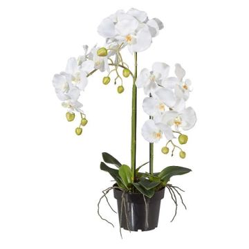 Orchidée Phalaenopsis artificielle LOPASY, racines, blanc, 60cm Orchidée Phalaenopsis artificielle LOPASY, racines, blanc, 60cm