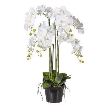 Orchidée Phalaenopsis artificielle LOPASY, racines, blanc, 90cm Orchidée Phalaenopsis artificielle LOPASY, racines, blanc, 90cm