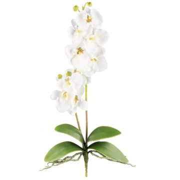 Orchidée Phalaenopsis en tissu MORLEK, piquet, racines, crème, 60cm