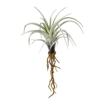 Plante succulente artificielle Tillandsia stricta SNELDON avec des racines, vert, 22cm Plante succulente artificielle Tillandsia stricta SNELDON avec des racines, vert, 22cm