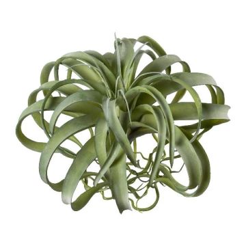 Plante succulente artificielle Tillandsia streptophylla VANTIA, piquet, vert, 30cm, Ø35cm Plante succulente artificielle Tillandsia streptophylla VANTIA, piquet, vert, 30cm, Ø35cm