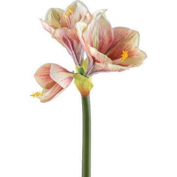 Fleur décorative Amaryllis BELAV, rose-crème-vert, 70cm, Ø5-13cm Fleur décorative Amaryllis BELAV, rose-crème-vert, 70cm, Ø5-13cm