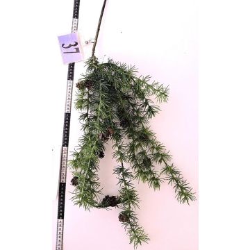 Branche décorative de cèdre GORZU avec cônes, suspendue, verte, 100 cm