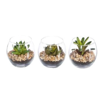 Arrangement de plantes succulentes artificiel WINKS dans un verre, 3 pièces, vert, 7cm, Ø7,5cm