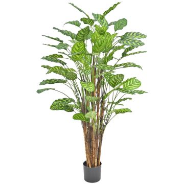 Plante artificielle Calathea makoyana HYZANS, verte, 150 cm Plante artificielle Calathea makoyana HYZANS, verte, 150 cm
