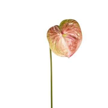 Fleur artificielle Anthurium SAMBANA, rose-vert, 65cm