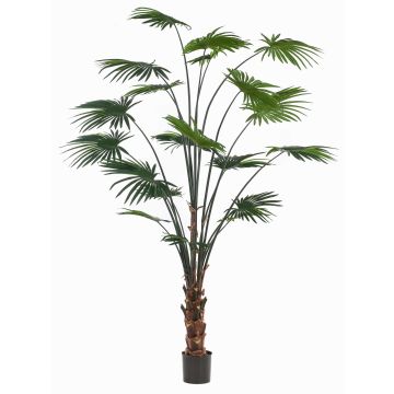 Livistona rotundifolia artificiel SIRRAH, vert, 240cm Livistona rotundifolia artificiel SIRRAH, vert, 240cm