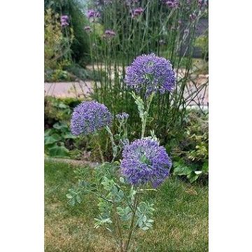 Branche artificielle Ail ornemental SMILJAN, lilas-bleu, 80cm