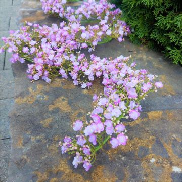 Guirlande de gypsophile artificielle LITAGO, rose-violet, 180cm Guirlande de gypsophile artificielle LITAGO, rose-violet, 180cm