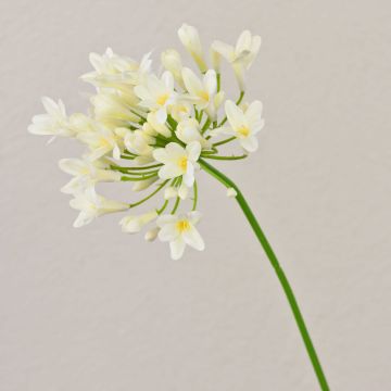 Fleur en plastique Agapanthus OMOLON, crème, 75cm