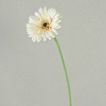 Fleur artificielle Gerbera TEUDELINDE, blanc-crème, 55cm, Ø8cm Fleur artificielle Gerbera TEUDELINDE, blanc-crème, 55cm, Ø8cm