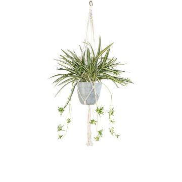 Chlorophytum déco Makramee Blumenampel SIMBO en cache-pot vert-blanc, 90cm Chlorophytum déco Makramee Blumenampel SIMBO en cache-pot vert-blanc, 90cm