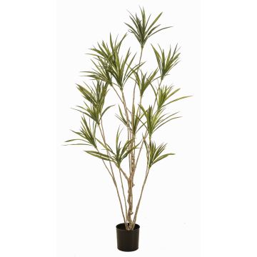 Arbre artificiel Dracaena marginata SHALLU, troncs artificiels, vert, 180 cm Arbre artificiel Dracaena marginata SHALLU, troncs artificiels, vert, 180 cm