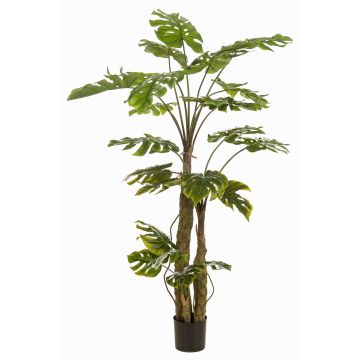 Plante artificielle Philodendron monstera deliciosa KORVEX, racines aériennes, 180 cm Plante artificielle Philodendron monstera deliciosa KORVEX, racines aériennes, 180 cm