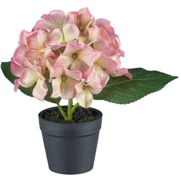 Fleur décorative Hortensia LENDYN en pot décoratif, rose-vert, 20cm