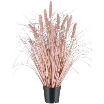 Fausse herbe Pennisetum PLAVE avec des panicules, rose, 60cm