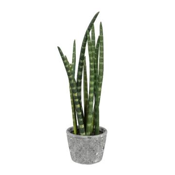 Plante succulente décorative Sanseveria cylindrica FRINKAN en pot en ciment, vert-jaune, 45cm Plante succulente décorative Sanseveria cylindrica FRINKAN en pot en ciment, vert-jaune, 45cm
