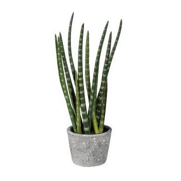 Plante succulente décorative Sanseveria cylindrica FRINKAN en pot en ciment, touffue, vert-jaune, 45cm Plante succulente décorative Sanseveria cylindrica FRINKAN en pot en ciment, touffue, vert-jaune, 45cm