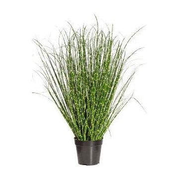 Herbe décorative Roseau de Chine zébré ZIRCO, vert-jaune, 80cm