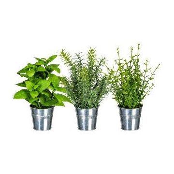 Mélange d'herbes artificielles DRILHO, basilic, romarin, thym, 3 pièces, pot en zinc, vert, 25 cm, Ø 16 cm Mélange d'herbes artificielles DRILHO, basilic, romarin, thym, 3 pièces, pot en zinc, vert, 25 cm, Ø 16 cm