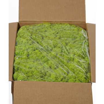Mousse d'Islande naturelle SVEINBJÖRN, vert clair, 5 kg Mousse d'Islande naturelle SVEINBJÖRN, vert clair, 5 kg