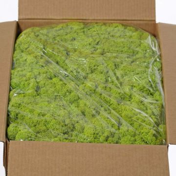 Mousse d'Islande naturelle SVEINBJÖRN, vert clair, 5kg Mousse d'Islande naturelle SVEINBJÖRN, vert clair, 5kg