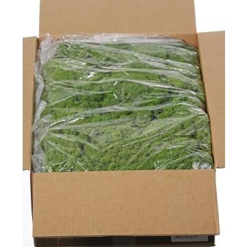 Mousse d'Islande naturelle SVEINBJÖRN, verte, 5 kg Mousse d'Islande naturelle SVEINBJÖRN, verte, 5 kg