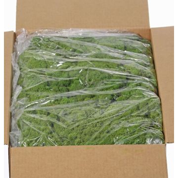 Mousse d'Islande naturelle SVEINBJÖRN, verte, 5kg Mousse d'Islande naturelle SVEINBJÖRN, verte, 5kg