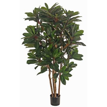 Plante artificielle Schefflera ZULEIKA, tiges naturelles, verte, 120cm Plante artificielle Schefflera ZULEIKA, tiges naturelles, verte, 120cm