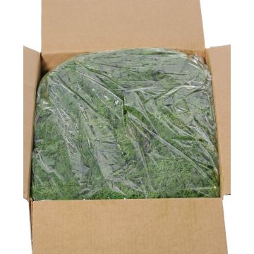 Véritable mousse d'Islande SVEINBJÖRN, vert foncé, 5 kg Véritable mousse d'Islande SVEINBJÖRN, vert foncé, 5 kg