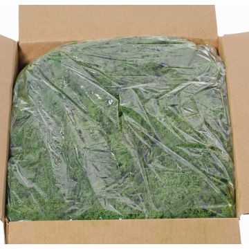 Véritable mousse d'Islande SVEINBJÖRN, vert foncé, 5kg Véritable mousse d'Islande SVEINBJÖRN, vert foncé, 5kg