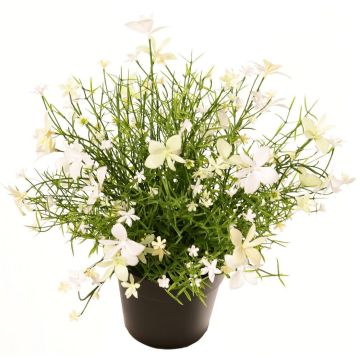 Fleur décorative « Impatiente » GISINDA dans un pot décoratif, blanc-vert, 25 cm Fleur décorative « Impatiente » GISINDA dans un pot décoratif, blanc-vert, 25 cm