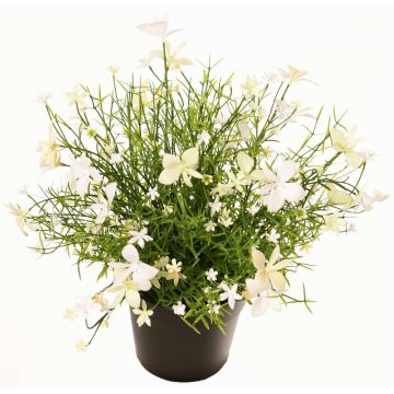 Fleur décorative Impatiente GISINDA dans un pot décoratif, blanc-vert, 25cm