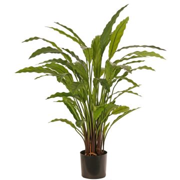 Plante décorative Calathea Rufibarba LEINANI, verte, 80 cm Plante décorative Calathea Rufibarba LEINANI, verte, 80 cm