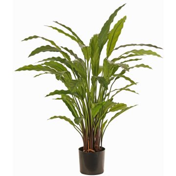 Plante décorative Calathea Rufibarba LEINANI, verte, 80cm Plante décorative Calathea Rufibarba LEINANI, verte, 80cm