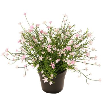Fleur décorative « Impatiente » GISINDA dans un pot décoratif, rose, 25 cm Fleur décorative « Impatiente » GISINDA dans un pot décoratif, rose, 25 cm