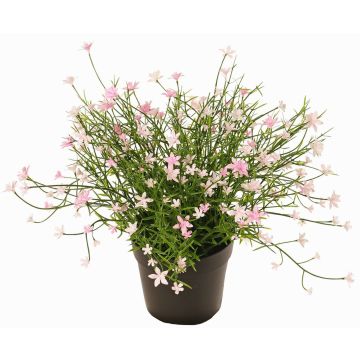 Fleur décorative Impatiente GISINDA dans un pot décoratif, rose, 25cm