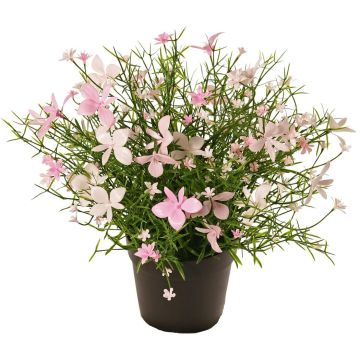 Fleur décorative « Impatiens » GISINDA dans un pot décoratif, rose-crème, 25 cm Fleur décorative « Impatiens » GISINDA dans un pot décoratif, rose-crème, 25 cm