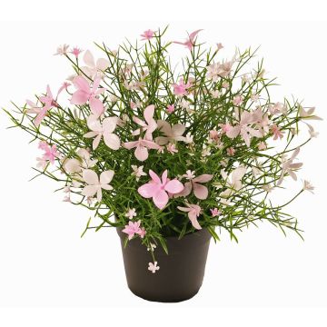 Fleur décorative Impatiens GISINDA dans un pot décoratif, rose-crème, 25cm
