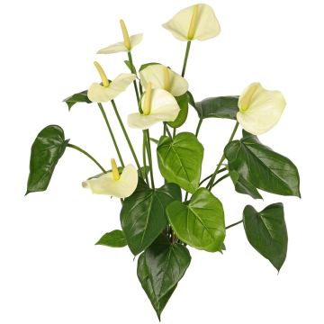 Anthurium artificiel NAKITA sur tige, crème, 50 cm Anthurium artificiel NAKITA sur tige, crème, 50 cm