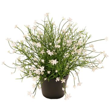 Fleur décorative « Impatiens » GISINDA dans un pot décoratif, blanc, 25 cm Fleur décorative « Impatiens » GISINDA dans un pot décoratif, blanc, 25 cm