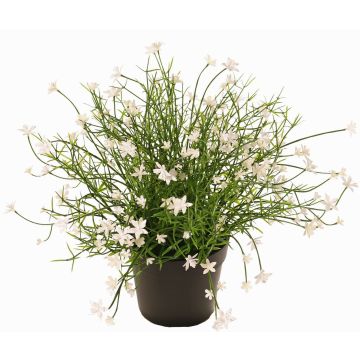 Fleur décorative Impatiens GISINDA dans un pot décoratif, blanc, 25cm