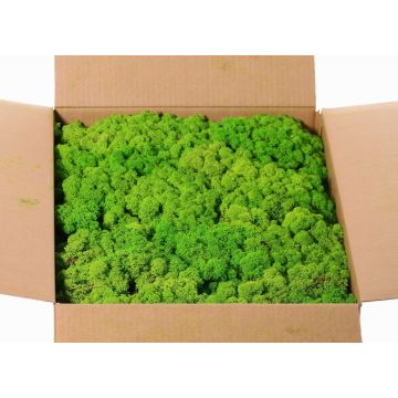Mousse d'Islande naturelle SVEINBJÖRN, vert pomme, 5kg Mousse d'Islande naturelle SVEINBJÖRN, vert pomme, 5kg