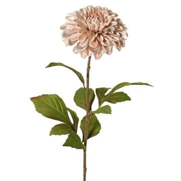 Dahlia TINFAS, rose pâle, 60 cm, Ø 13 cm Dahlia TINFAS, rose pâle, 60 cm, Ø 13 cm