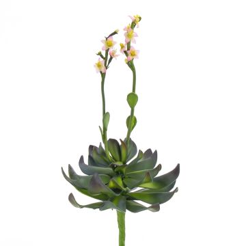 Aeonium en plastique CHARLIZE avec fleurs, piquet, rose, 30cm Aeonium en plastique CHARLIZE avec fleurs, piquet, rose, 30cm