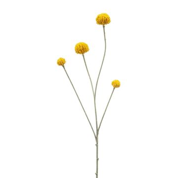 Branche artificielle Craspedia RILADA, jaune, 70cm