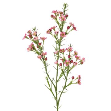 Branche décorative de fleur de cire FRINDALS, rose foncé, 65 cm, Ø 1,5-2 cm Branche décorative de fleur de cire FRINDALS, rose foncé, 65 cm, Ø 1,5-2 cm