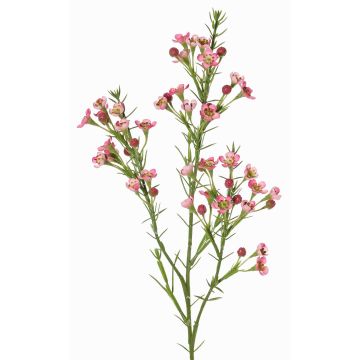 Branche décorative de fleur de cire FRINDALS, rose foncé, 65cm, Ø1,5-2cm Branche décorative de fleur de cire FRINDALS, rose foncé, 65cm, Ø1,5-2cm