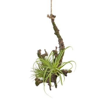 Arrangement de tillandsia stricta décoratif SNARFY sur une branche, suspendu, vert, 15x16cm