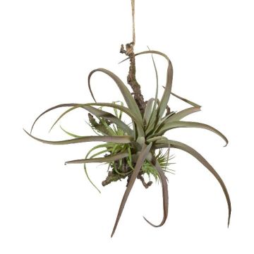 Arrangement de tillandsia stricta décoratif SNARFY sur une branche, suspendu, vert, 21x27cm Arrangement de tillandsia stricta décoratif SNARFY sur une branche, suspendu, vert, 21x27cm